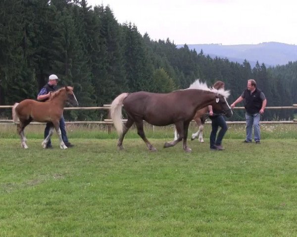 Pferd Hengst von Wildhüter (Schwarzwälder Kaltblut, 2013, von Wildhüter)