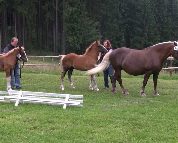 horse Hengst von Milan (Black Forest Horse, 2013, from Milan)