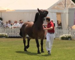 broodmare Malve (Rhenish-German Cold-Blood, 2010, from Markant)