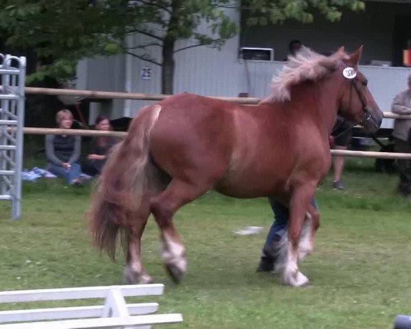 Pferd Elbol (Rheinisch-Deutsches Kaltblut, 2010)