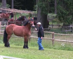 Pferd Mira (Rheinisch-Deutsches Kaltblut, 2010, von Markant)