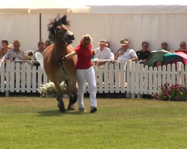 broodmare Escada (Rhenish-German Cold-Blood, 2010, from Erich)