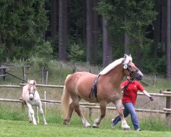 horse Hengst von Higgins (Rhenish-German Cold-Blood, 2013, from Higgins)