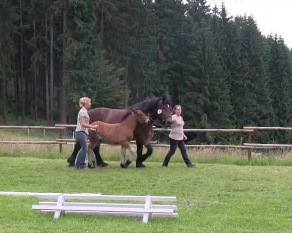 Pferd Stute von Nils (Rheinisch-Westfälisches Kaltblut, 2013, von Nils)