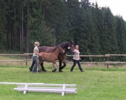 horse Stute von Nils (Rheinisch-Westfälisches Draughthorse, 2013, from Nils)