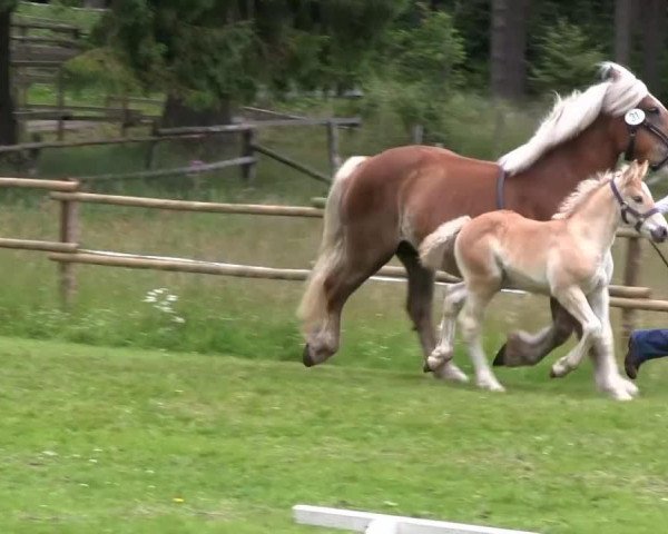 Pferd Hengst von Weil's Bosen (Rheinisch-Deutsches Kaltblut, 2013, von Weil's Bosen)