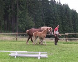 horse Hengst von Nimbus (Rhenish-German Cold-Blood, 2013, from Nimbus)