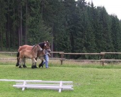 Pferd Hengst von Nils (Rheinisch-Westfälisches Kaltblut, 2013, von Nils)