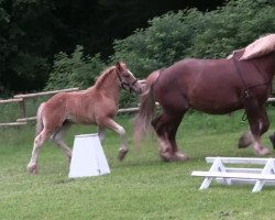 horse Hengst von Cato (Rhenish-German Cold-Blood, 2013, from Cato)