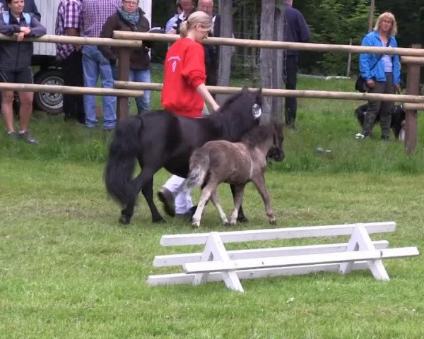 Deckhengst Minelas Tai (Shetland Pony (unter 87 cm), 2013, von Tricolore of Chestnut Stable)