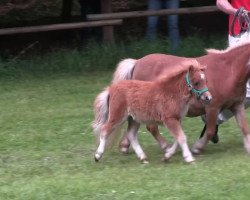 horse Govain aus Wittgenstein (Shetland pony (under 87 cm), 2013, from Tricolore of Chestnut Stable)