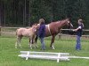 dressage horse Diego 528 (German Riding Pony, 2013, from Don Dolino)