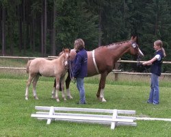 dressage horse Diego 528 (German Riding Pony, 2013, from Don Dolino)