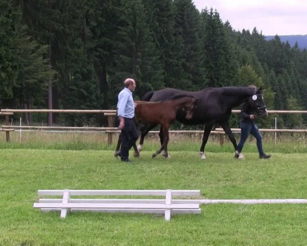 horse Hengst von Serafino (Westphalian, 2013, from Serafino 32)