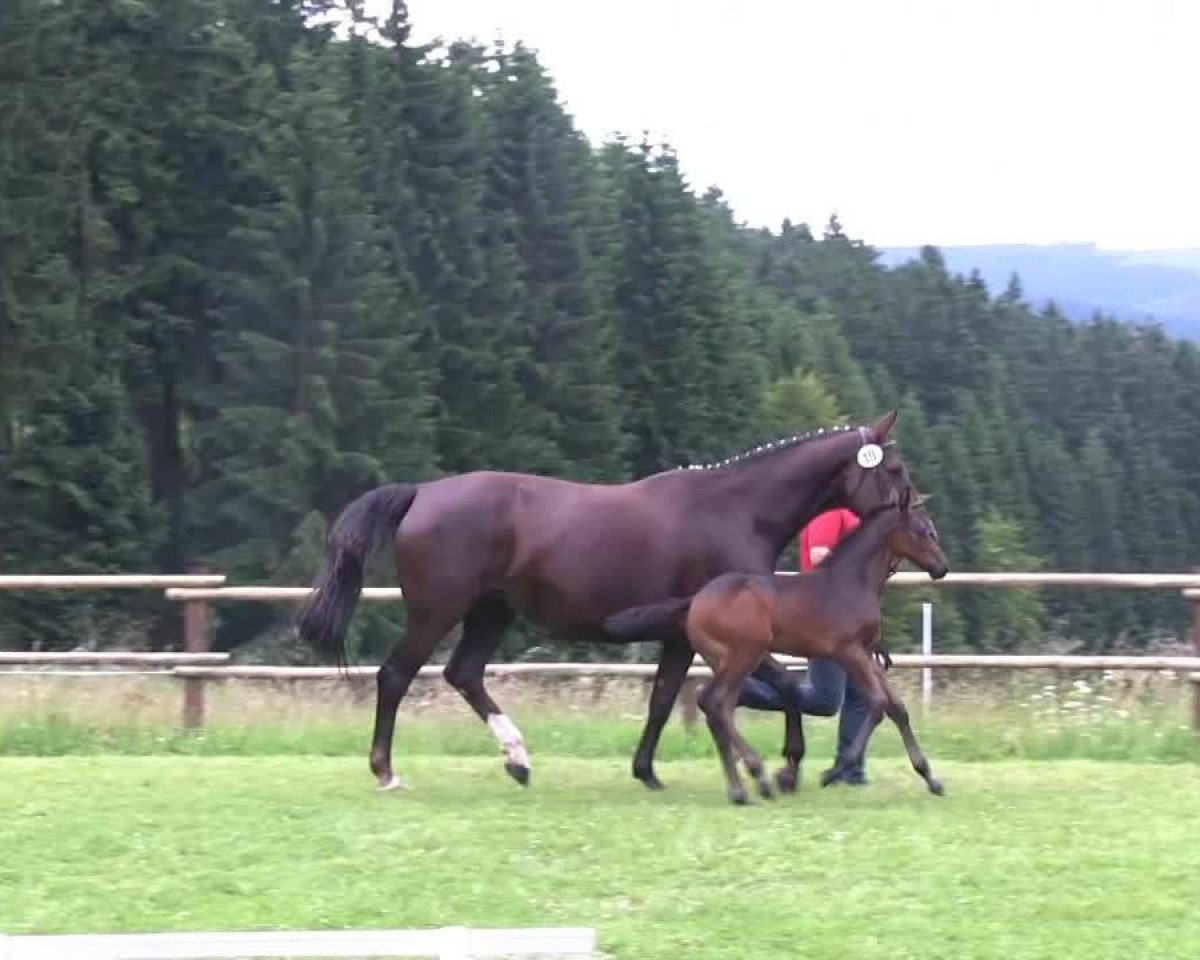 horse Stute von Conen (Westphalian, 2013, from Conen)