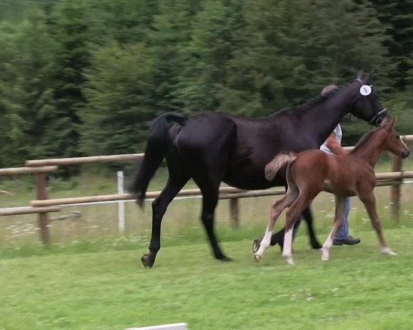 horse Hengst von Freddie Mercury (Westphalian, 2013, from Freddie Mercury)