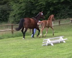 dressage horse Sissi (Westphalian, 2013, from Stoiber SN)