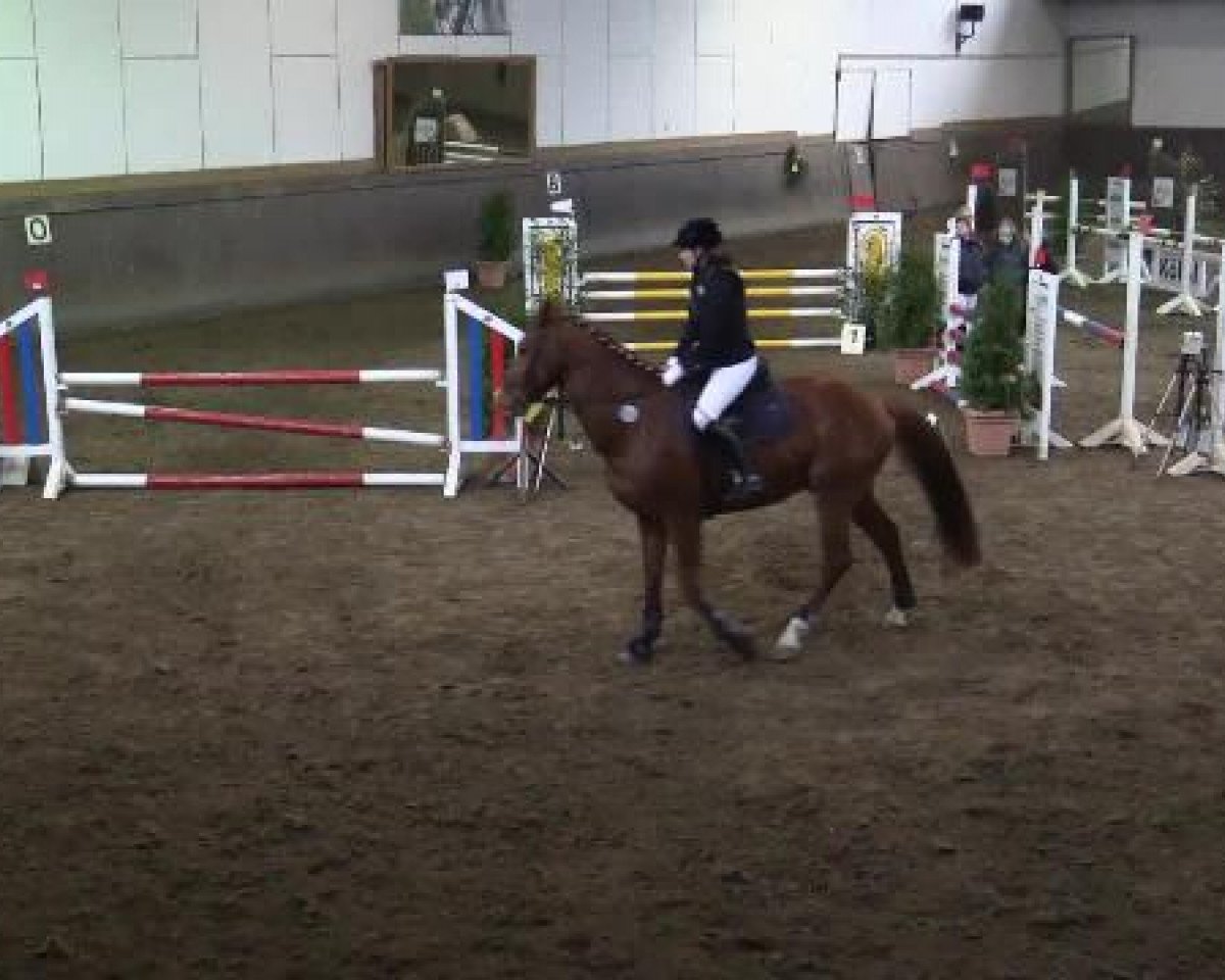 Springpferd Crodino 2 (Belgisches Warmblut, 2007, von Chardonnay Z)