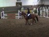 Springpferd Crodino 2 (Belgisches Warmblut, 2007, von Chardonnay Z)