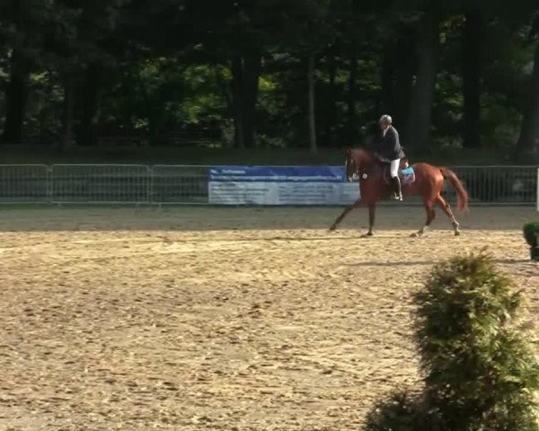 jumper Quanteras (Oldenburg, 2008)