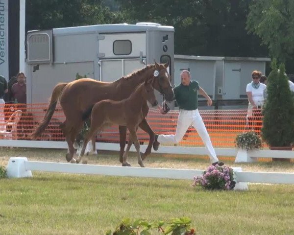 dressage horse Hengst von Sandro Hit (Westphalian, 2013, from Sandro Hit)