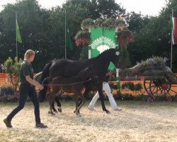 dressage horse Hengst von Feedback (Rhinelander, 2013, from Feedback 16)