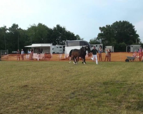 dressage horse Hengst von Feedback (Rhinelander, 2013, from Feedback 16)