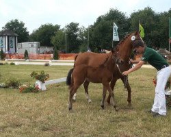 jumper Stute von Nutrix (German Riding Pony, 2013, from Nutrix)