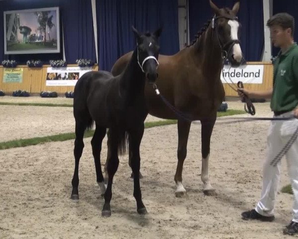 Dressurpferd Diamo Vito (Rheinländer, 2013, von Diamo Gold)