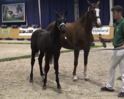 dressage horse Diamo Vito (Rhinelander, 2013, from Diamo Gold)