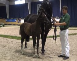 dressage horse First April Joke V (Rhinelander, 2013, from Fürst Piccolo)