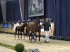 dressage horse Dante's Glory (Rhinelander, 2013, from Don Juan de Hus)