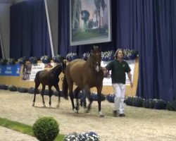 dressage horse Dante's Glory (Rhinelander, 2013, from Don Juan de Hus)