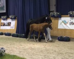 dressage horse Hengst von Den Haag (Rhinelander, 2013, from den Haag 12)