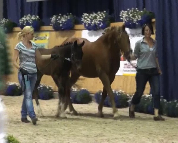 dressage horse Hengst von First Selection (Rhinelander, 2013, from First Selection)