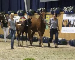 dressage horse Solaris (Rhinelander, 2013, from Sunday)