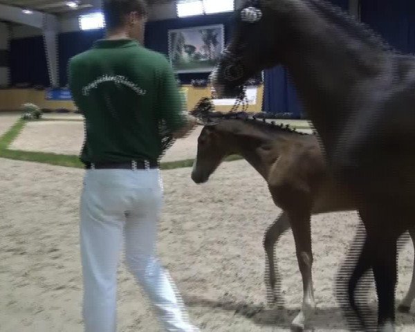 dressage horse Hengst von Ehrenpreis (Rhinelander, 2013, from Ehrenpreis)