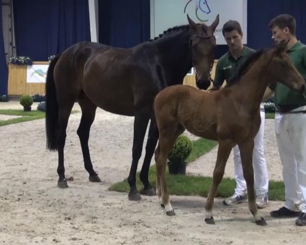 dressage horse Vitorio 6 (Rhinelander, 2013, from Vitalis)