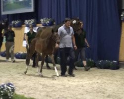 dressage horse Hengst von Feedback (Rhinelander, 2013, from Feedback 16)