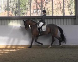 dressage horse Fürstenklang W (Rhinelander, 2009, from Fürst Romancier)