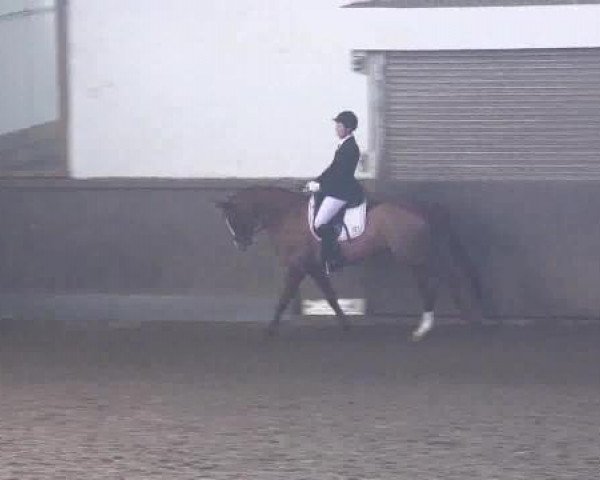 dressage horse Sol y Mar (Hanoverian, 2009, from Sarkozy 3)