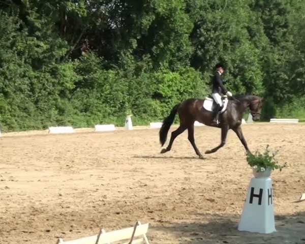 dressage horse Destiny's Child 7 (Rhinelander, 2009)