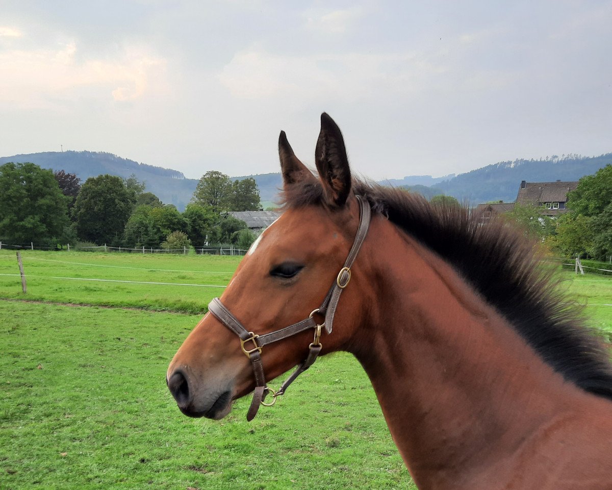 jumper Stute von Colcannon / Electra MCF (Holsteiner, 2021, from Colcannon)