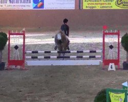 jumper Diamond Boy 12 (German Riding Pony, 2007, from Donauwind)