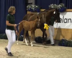 dressage horse Stute von Zack (Rhinelander, 2013, from Zack)