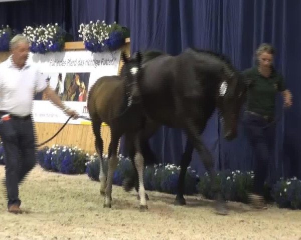 dressage horse Vania (Rhinelander, 2013, from Vitalis)