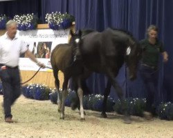 horse Vania (Rheinländer, 2013, from Vitalis)