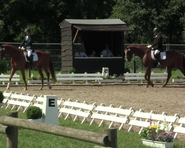 dressage horse Danubio (Hanoverian, 2007, from Dancier)