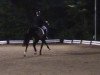 dressage horse Falling in Love 4 (Rhinelander, 2008, from Flatley 2)