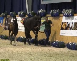 dressage horse Stute von Vitalis (Rhinelander, 2013, from Vitalis)